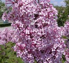Attēlu rezultāti vaicājumam “Syringa reticulata subsp. amurensis”