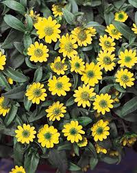 Image result for Sanvitalia procumbens