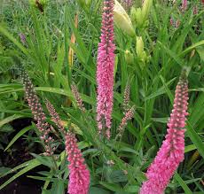 Attēlu rezultāti vaicājumam “Veronica longifolia flower”
