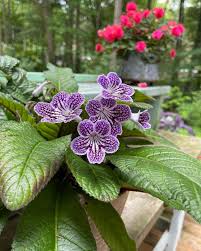 Image result for Streptocarpus