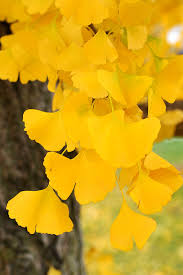 Attēlu rezultāti vaicājumam “Ginkgo biloba male flower”