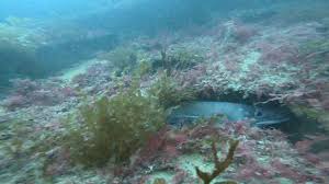 Image result for Surrey Aquanauts B S A C 0689