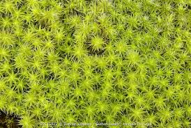 Attēlu rezultāti vaicājumam “Racomitrium canescens”