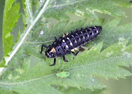 Attēlu rezultāti vaicājumam “Adalia bipunctata larva”