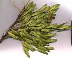 Attēlu rezultāti vaicājumam “Fraxinus excelsior Pendula bud”