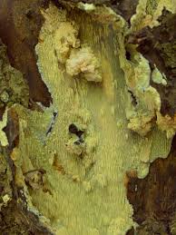 Attēlu rezultāti vaicājumam “Sarcodontia crocea”