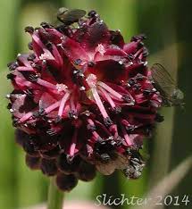 Attēlu rezultāti vaicājumam “Sanguisorba officinalis bud”