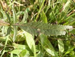 Attēlu rezultāti vaicājumam “Serratula tinctoria”