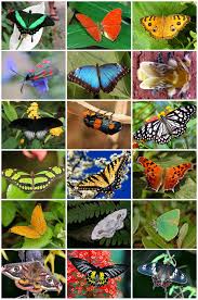 Attēlu rezultāti vaicājumam “Lepidoptera”