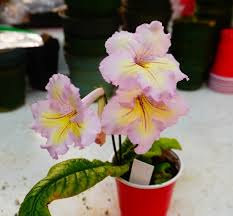 Image result for Streptocarpus