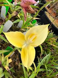 Attēlu rezultāti vaicājumam “Plantago uniflora flower”