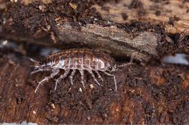 Attēlu rezultāti vaicājumam “Stemonitopsis subcaespitosa macro”