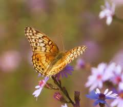 Attēlu rezultāti vaicājumam “Euphydryas maturna pupa”