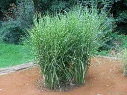 Image result for Miscanthus sinensis Zebrina