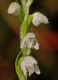 Attēlu rezultāti vaicājumam “Goodyera repens flower”