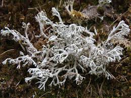Attēlu rezultāti vaicājumam “Cladonia rangiferina”