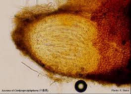 Attēlu rezultāti vaicājumam “Cordyceps stylophora”