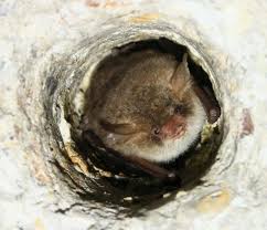 Attēlu rezultāti vaicājumam “Myotis nattereri”