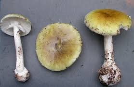 Attēlu rezultāti vaicājumam “Amanita phalloides”