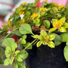 Attēlu rezultāti vaicājumam “Lysimachia”