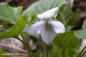 Attēlu rezultāti vaicājumam “Viola mirabilis flower”