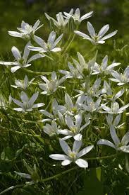 Attēlu rezultāti vaicājumam “Ornithogalum umbellatum”