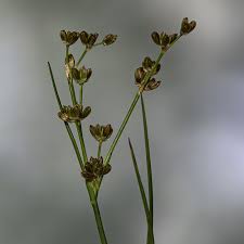 Attēlu rezultāti vaicājumam “Juncus bulbosus leaf”