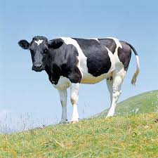 Attēlu rezultāti vaicājumam “Bos primigenius taurus”