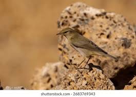 Attēlu rezultāti vaicājumam “Phylloscopus trochilus nest”