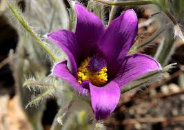 Image result for Pulsatilla