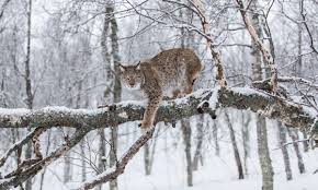 Image result for Lancashire Lynx