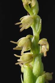 Attēlu rezultāti vaicājumam “Herminium monorchis flower”