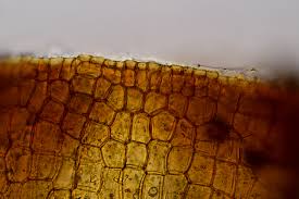 Attēlu rezultāti vaicājumam “Tortula truncata sporophyte”