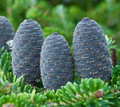 Attēlu rezultāti vaicājumam “Abies alba”