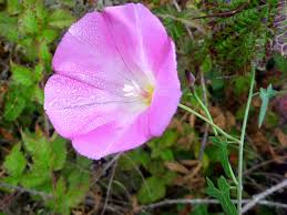 Attēlu rezultāti vaicājumam “Calystegia inflata leaf”