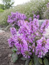 Attēlu rezultāti vaicājumam “Phedimus spurius flower”