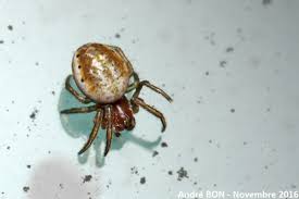 Attēlu rezultāti vaicājumam “Araniella”