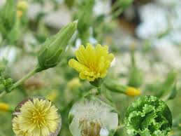 Attēlu rezultāti vaicājumam “Lactuca sativa flower”