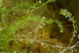 Attēlu rezultāti vaicājumam “Utricularia intermedia”