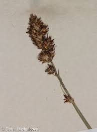 Attēlu rezultāti vaicājumam “Carex disticha”