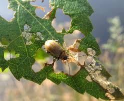 Attēlu rezultāti vaicājumam “Lochmaea caprea”