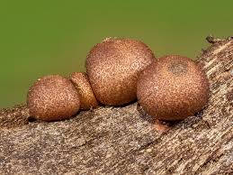 Attēlu rezultāti vaicājumam “Lycogala persicum macro”