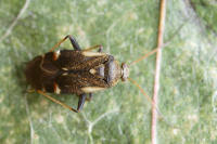 Attēlu rezultāti vaicājumam “Polymerus palustris”