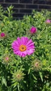 Image result for Aster novae-angliae