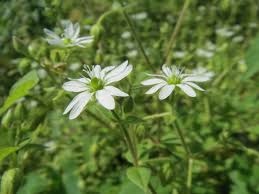 Attēlu rezultāti vaicājumam “Myosoton aquaticum”
