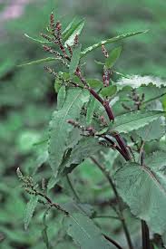 Attēlu rezultāti vaicājumam “Rumex obtusifolius fruit”