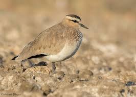 Image result for Vanellus gregarius