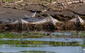 Attēlu rezultāti vaicājumam “Motacilla alba adult”