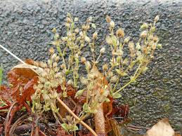 Attēlu rezultāti vaicājumam “Homalothecium sericeum”