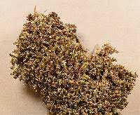 Attēlu rezultāti vaicājumam “Syntrichia ruralis var. ruralis”